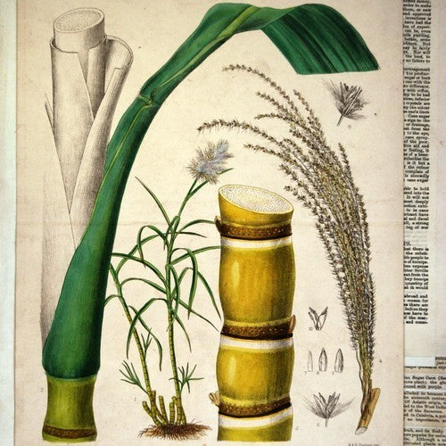 Sugarcane