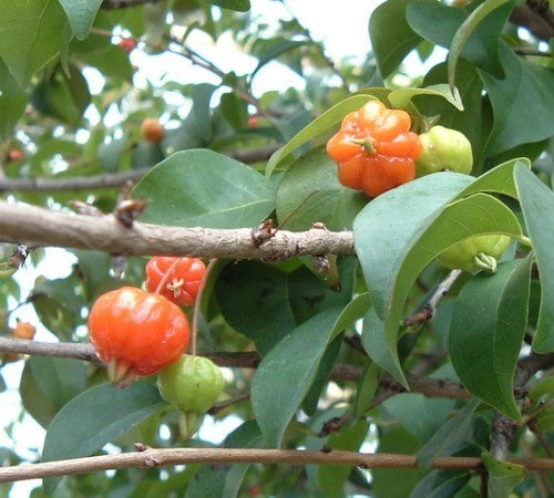 Surinaamse Kers
