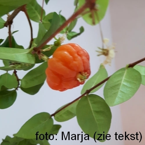 Surinaamse Kers
