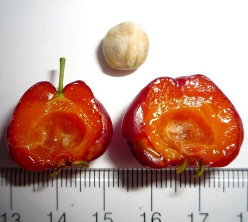 Surinaamse Kers
