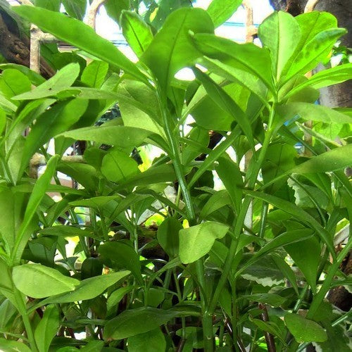 Surinaamse Postelein