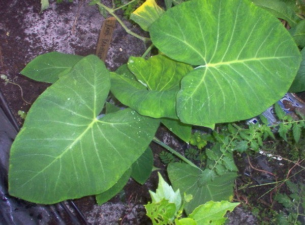 Tajerblad Knol