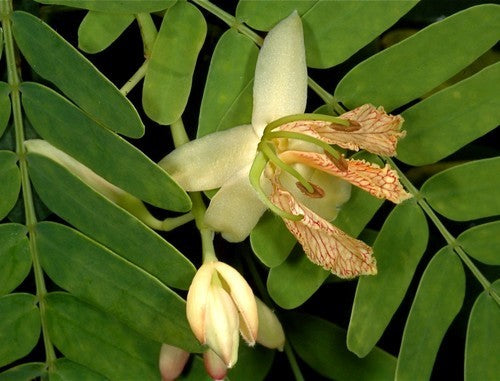 Tamarinde