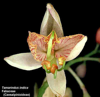 Tamarinde