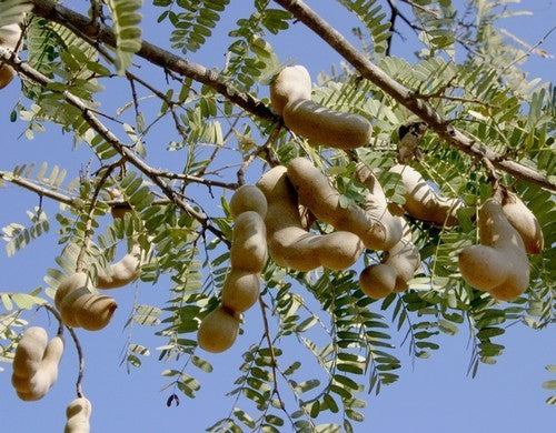 Tamarinde