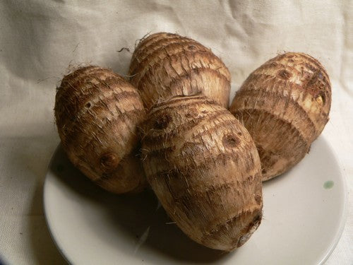 Taro 'Green Leaved'