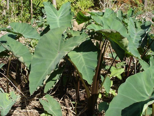 Taro 'Green Leaved'