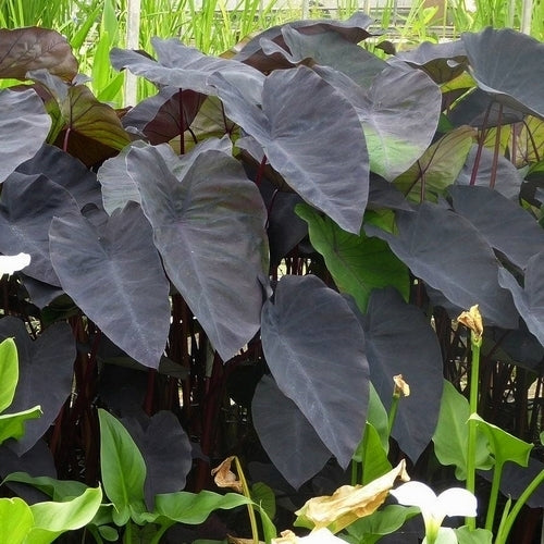 Taro 'Black Magic'