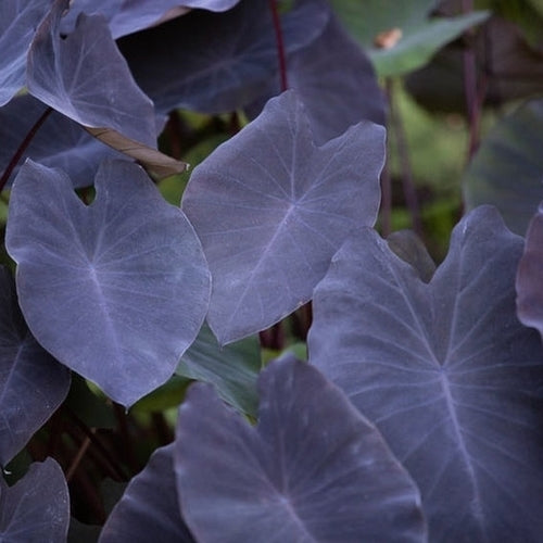 Taro 'Black Magic'