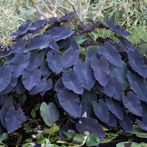 Taro 'Black Magic'