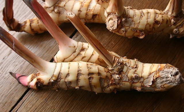 Thaise Gember of Laos