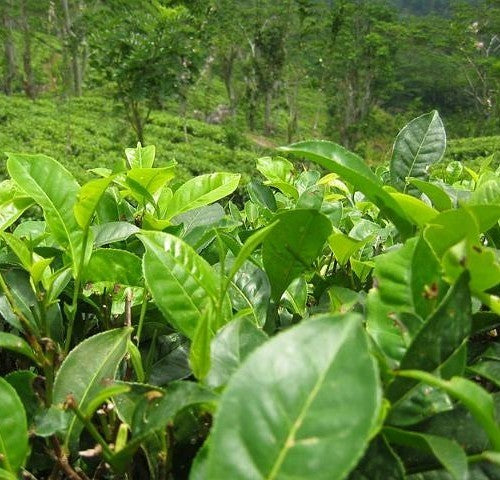 Theeplant