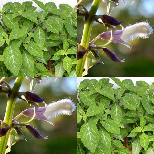 Tripsalie