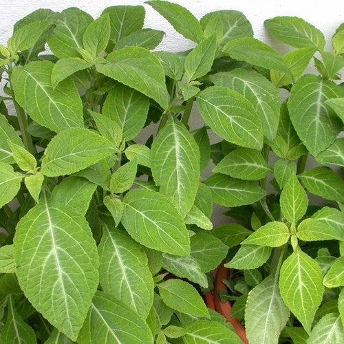 Tripsalie
