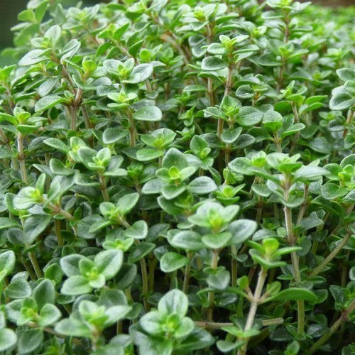 Thyme, Lemon 'Lemonade'
