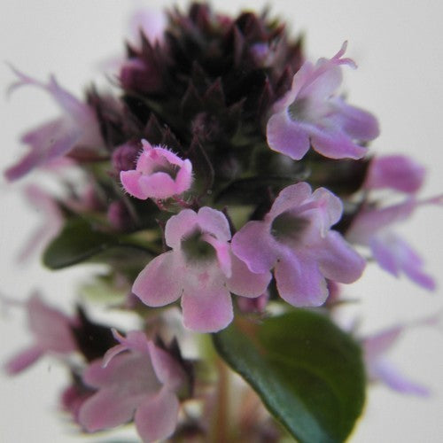 Tijm, Oregano 'Tabor'