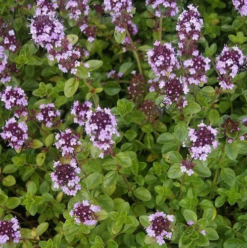 Tijm, Oregano 'Tabor'
