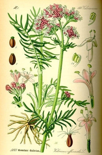 Valeriaan
