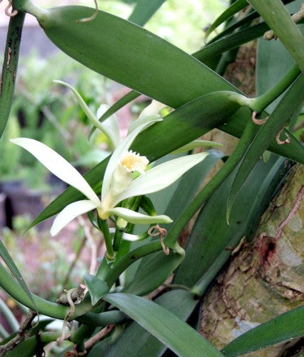 Vanille-Orchidee