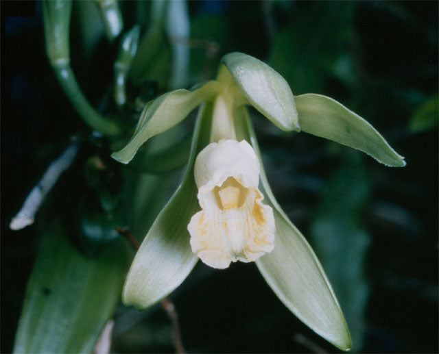 Vanille-Orchidee