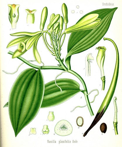 Vanille-Orchidee