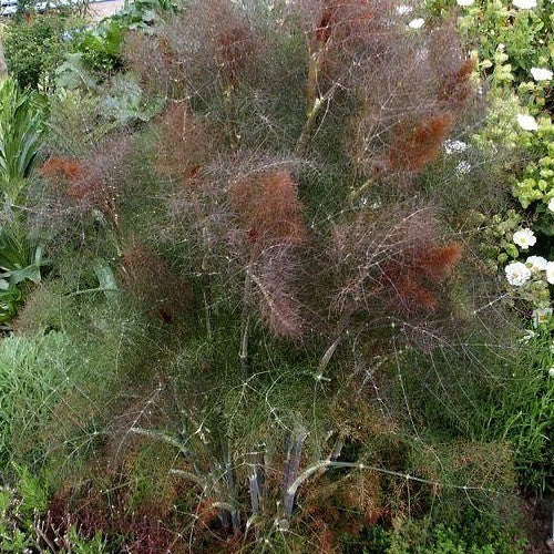 Fennel, Bronze 'Smokey'