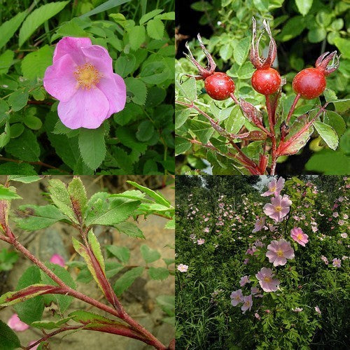 Verleidingsroos 'Kebu'