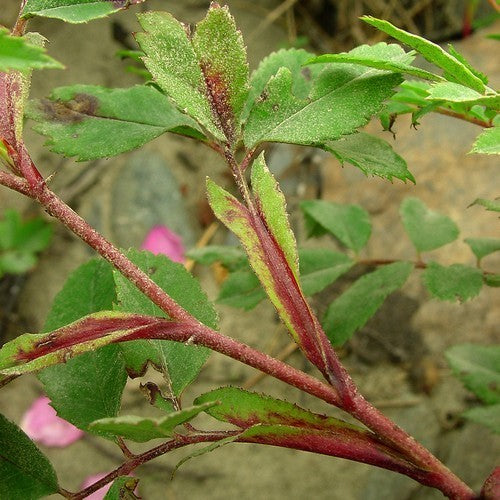 Verleidingsroos 'Kebu'