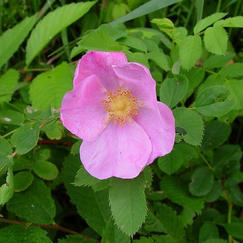Verleidingsroos 'Kebu'