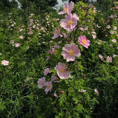 Verleidingsroos 'Kebu'