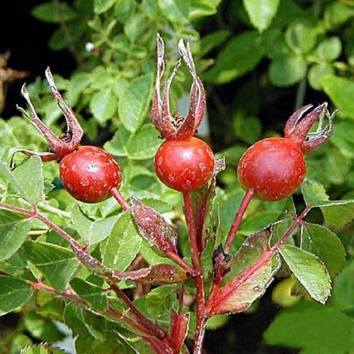 Verleidingsroos 'Kebu'