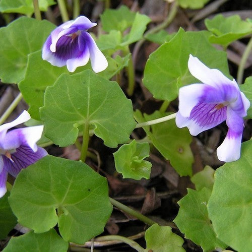 Viooltje, Australisch