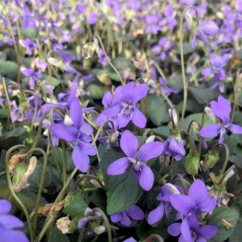 Viooltje, Labrador
