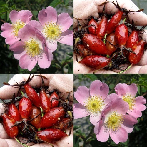 Vitamine-Roos 'Rosa Canina' / 'Piro 3'