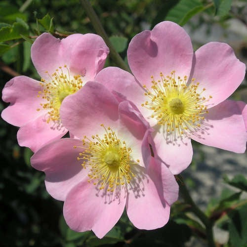 Vitamine-Roos 'Rosa Canina' / 'Piro 3'