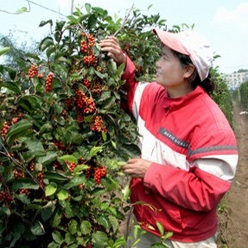Five-Flavor Fruit