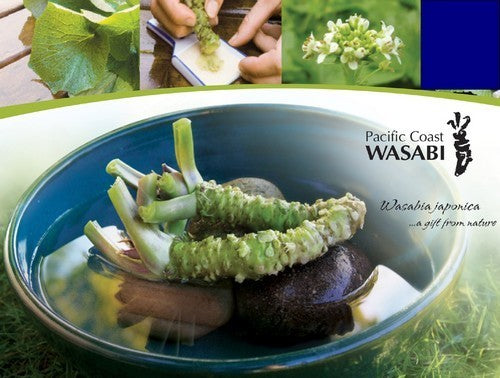 Wasabi