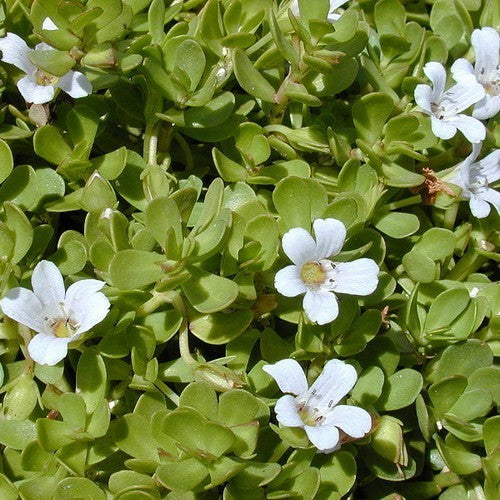 Waterhysop