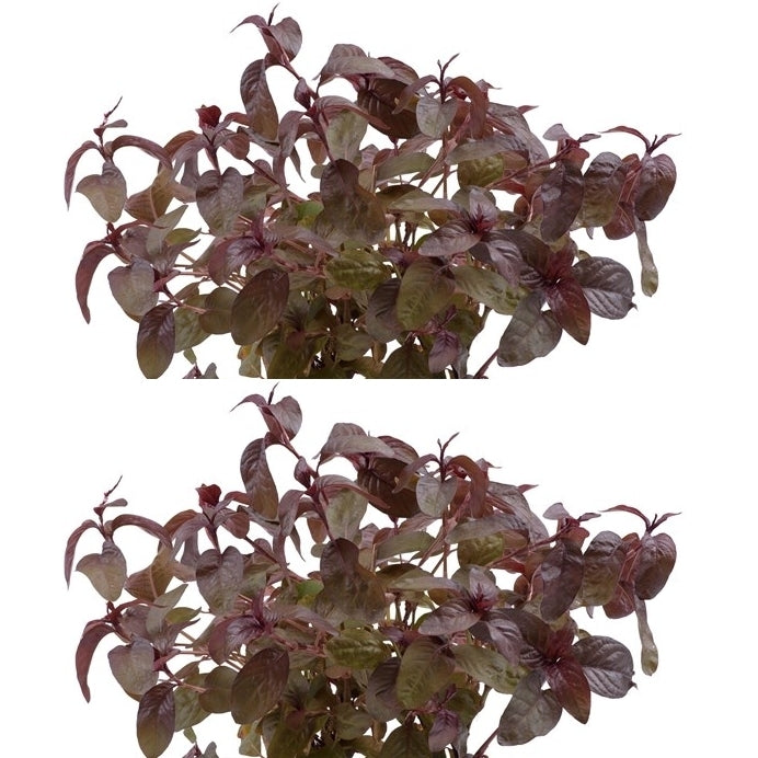 Waterpeper, Japanse 'Rubra'