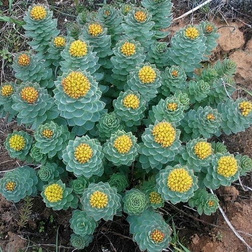 Zaligheidskruid
