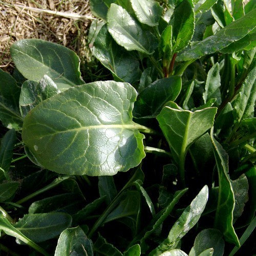 Sea beet