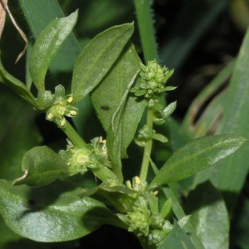Sea beet