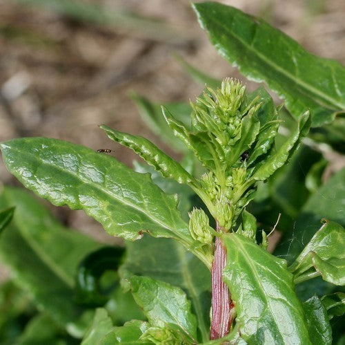 Sea beet