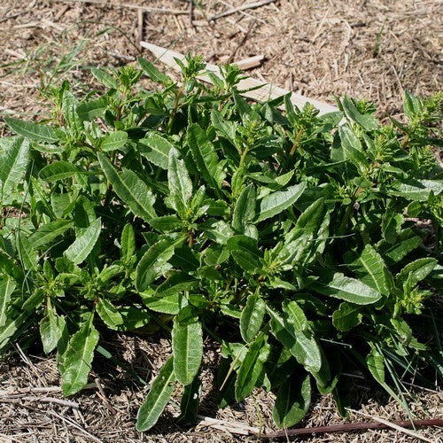 Sea beet
