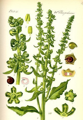 Sea beet