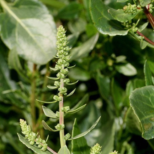 Sea beet