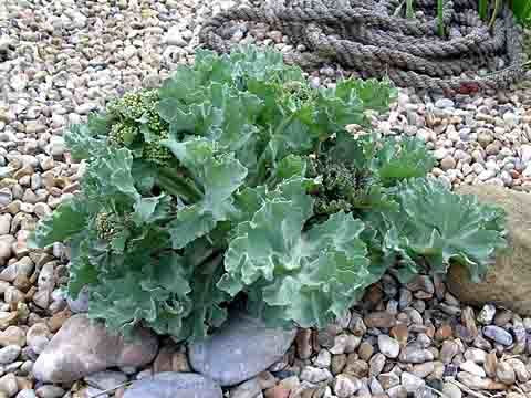 Sea kale 'Jacobs Blue'
