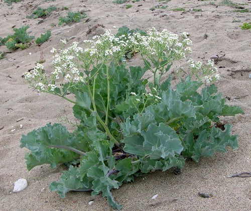 Sea kale 'Jacobs Blue'