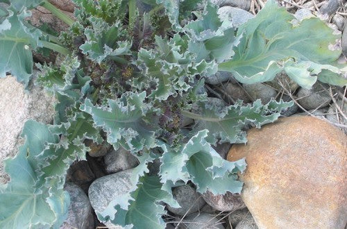 Sea kale 'Jacobs Blue'