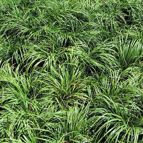 ZoethoutGras 'Licorice'